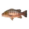 African red snapper