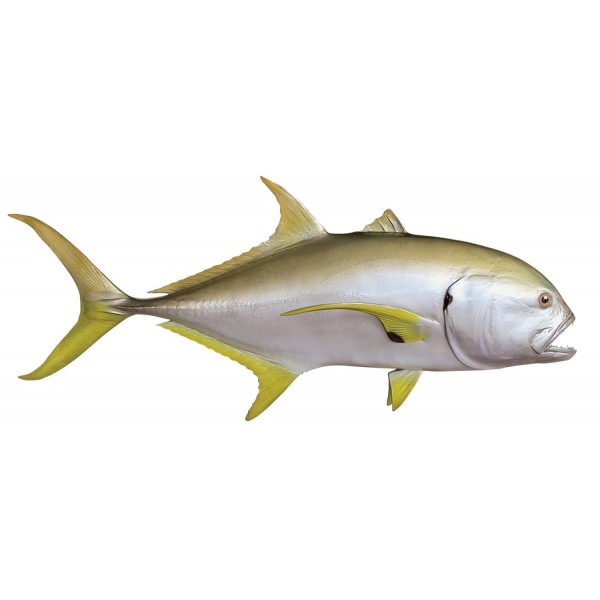 Crevalle jack