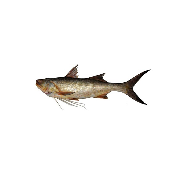 Giant African threadfin