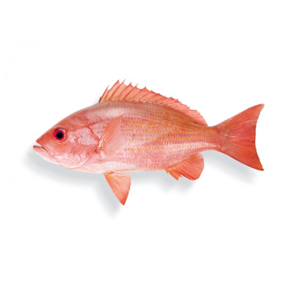 Gorean Snapper