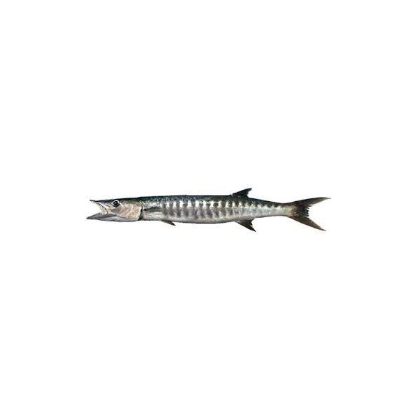 Guinean barracuda