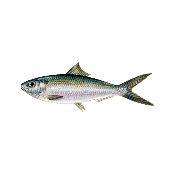 Madeiran Sardinella