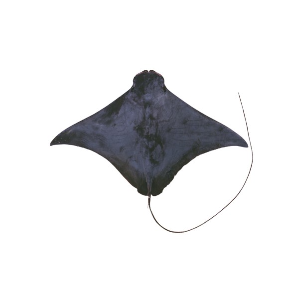 Rhinoptera marginata (Lusitanian cownose ray