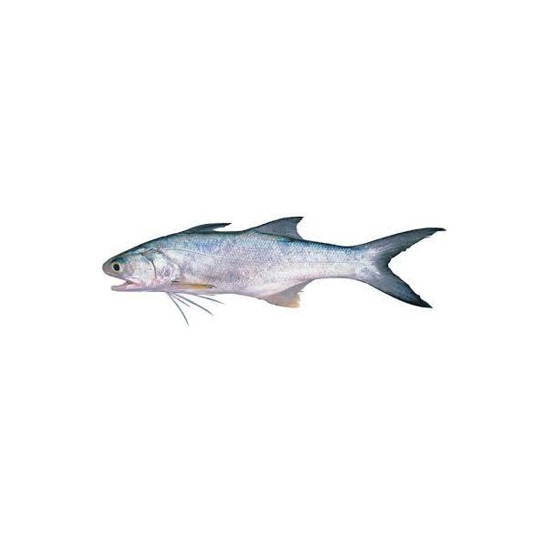 Royal threadfin