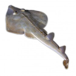 White-spotted guitarfish