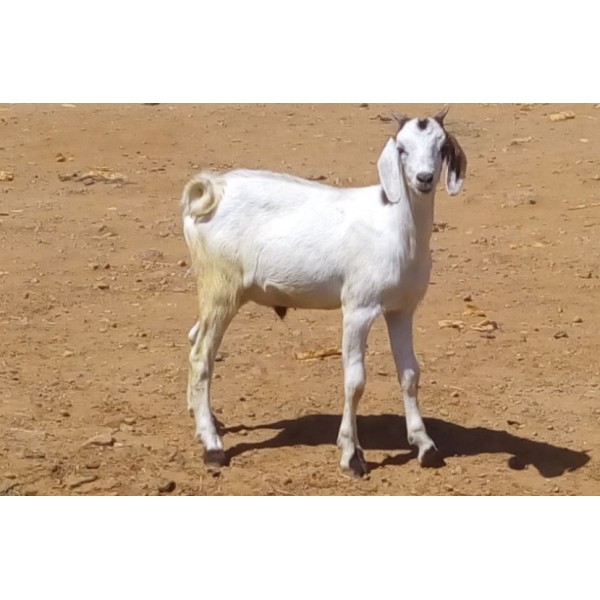 Chèvre du Sahel