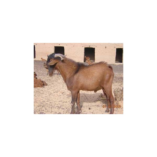 Chèvre Sahelienne castre mature gras