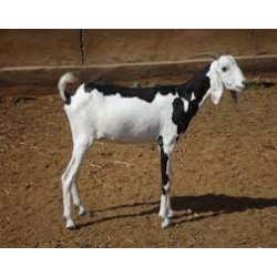 Chèvre Sahelienne femelle