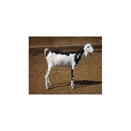 Chèvre Sahelienne femelle