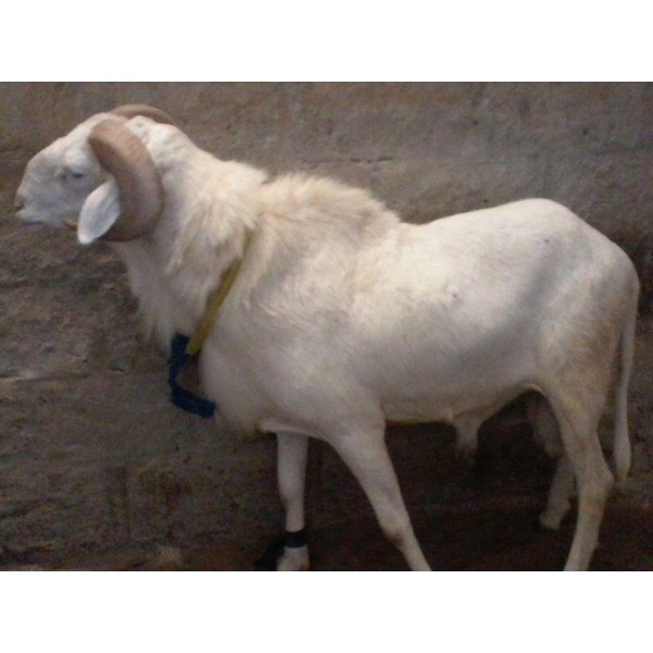 Mouton touabire