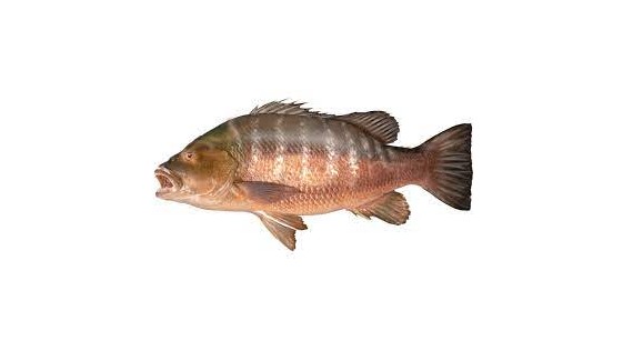African red snapper